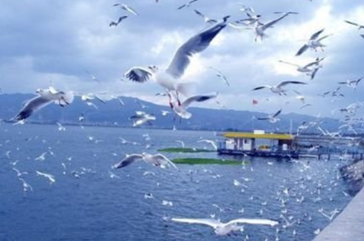 旅游陪同翻译公司-北京专业翻译公司-陪同翻译机构哪家专业？