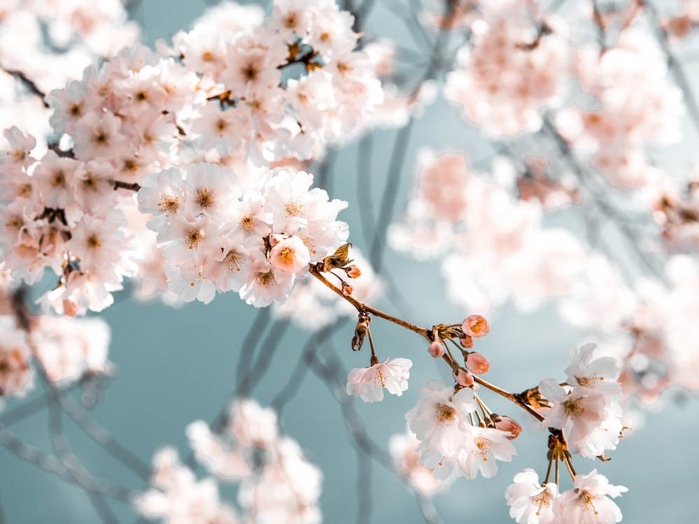 花卉翻译.jpg